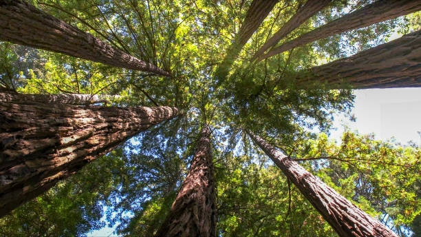 Best Tree Cabling and Bracing  in Huntland, TN