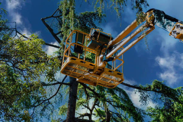 Best Landscape Design and Installation  in Huntland, TN