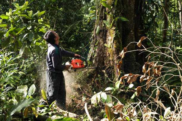 Best Hazardous Tree Removal  in Huntland, TN