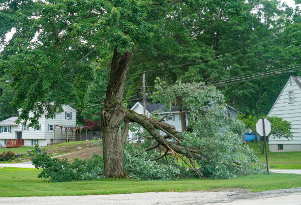 Best Fruit Tree Pruning  in Huntland, TN