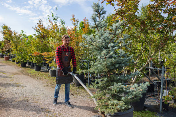 Best Tree Disease Treatment  in Huntland, TN