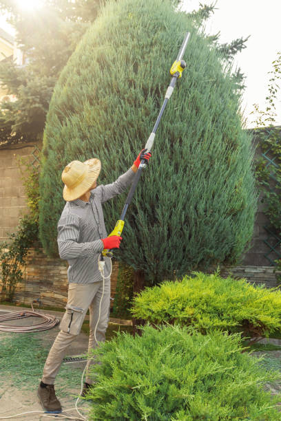 Best Palm Tree Trimming  in Huntland, TN