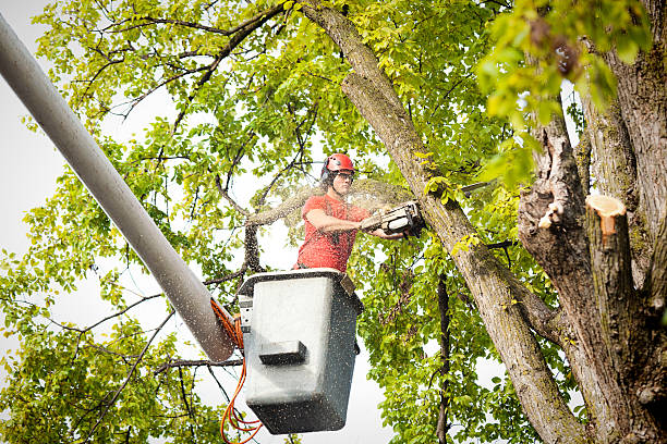 Best Tree and Shrub Care  in Huntland, TN