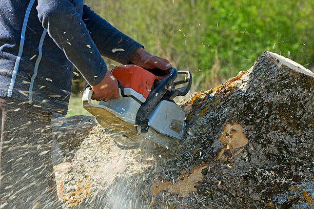 Best Leaf Removal  in Huntland, TN