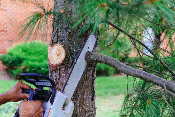 Best Tree Mulching  in Huntland, TN